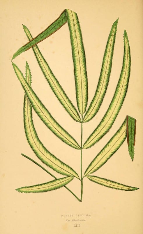 Les plantes a feuillage color&eacute;. v.1. Paris :Rothschild,1867-1870. https://biodiversitylibrary.org/item/55539