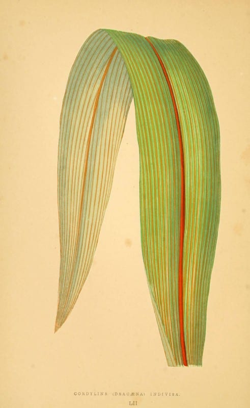 Les plantes a feuillage color&eacute;. v.1. Paris :Rothschild,1867-1870. https://biodiversitylibrary.org/item/55539