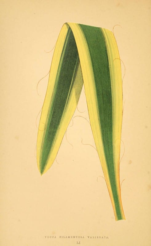 Les plantes a feuillage color&eacute;. v.1. Paris :Rothschild,1867-1870. https://biodiversitylibrary.org/item/55539