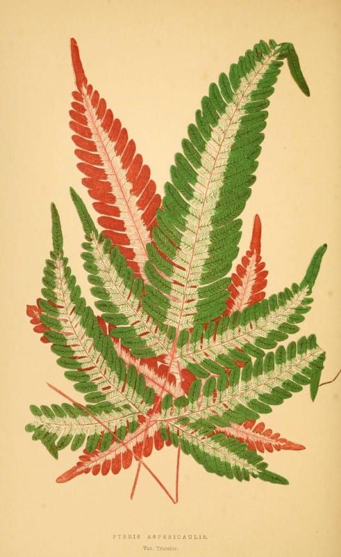 Les plantes a feuillage color&eacute;. v.1. Paris :Rothschild,1867-1870. https://biodiversitylibrary.org/item/55539