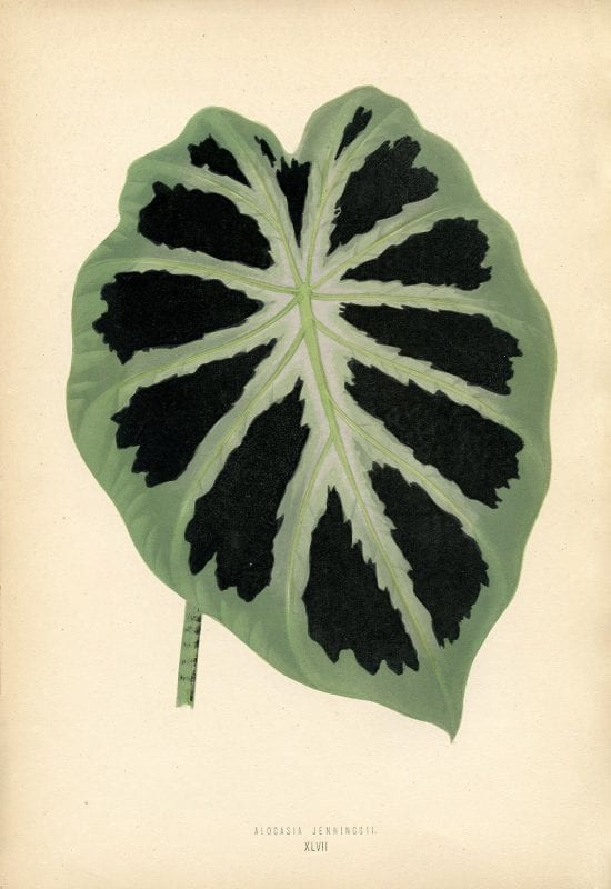 Free Vintage Leaves Image 12