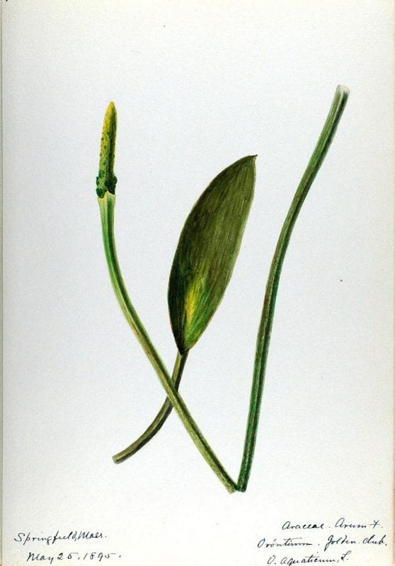 Free Vintage Leaves Image 14