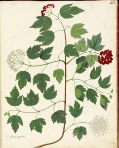 Free Vintage Leaves Image 26