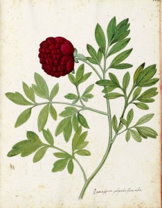 Free Vintage Leaves Image 28