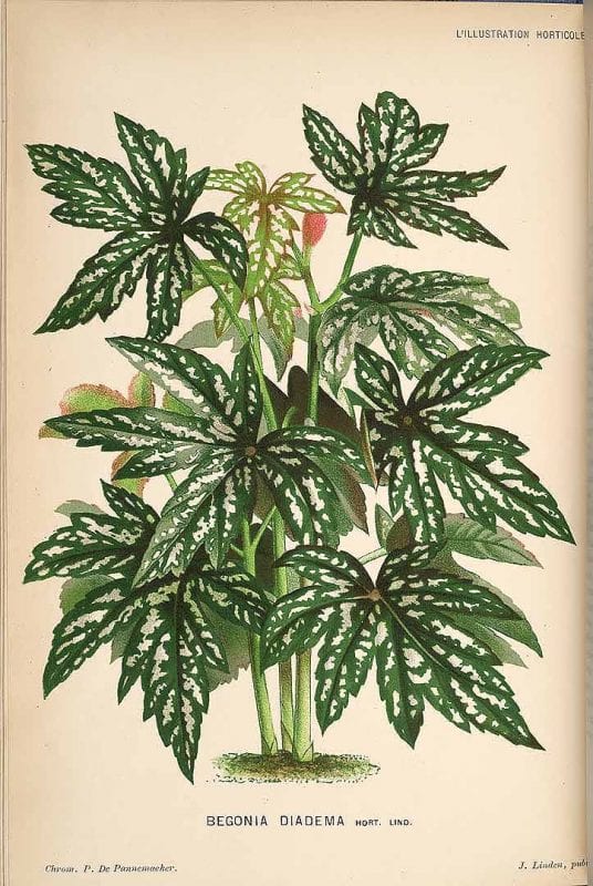 Free Vintage Leaves Image 33