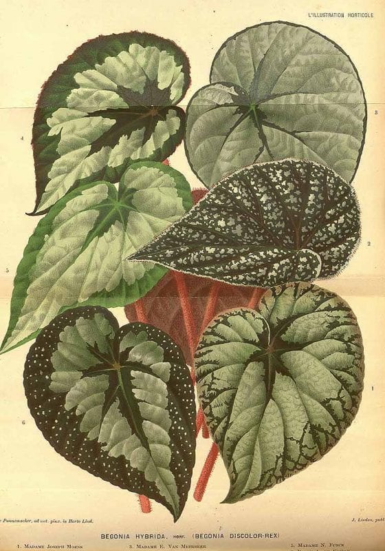 Free Vintage Leaves Image 34