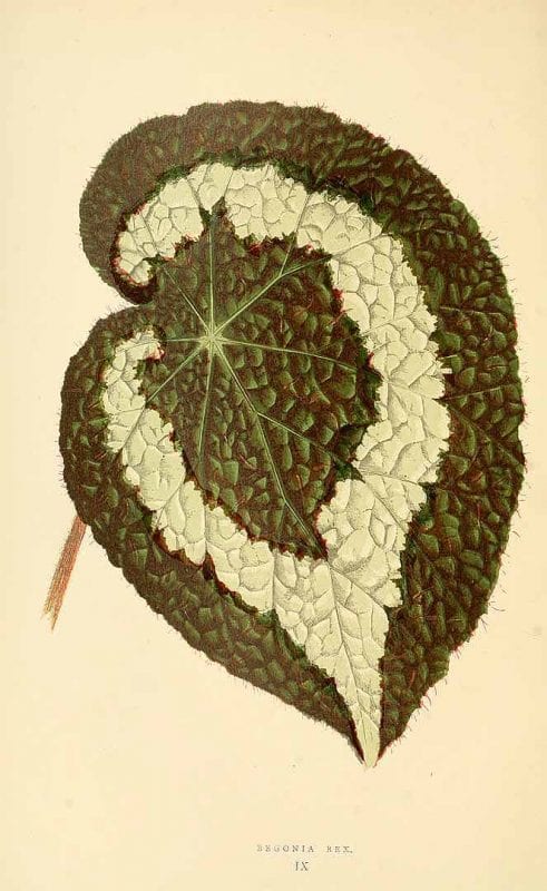 Free Vintage Leaves Image 35