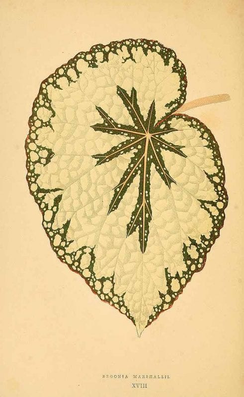 Free Vintage Leaves Image 36