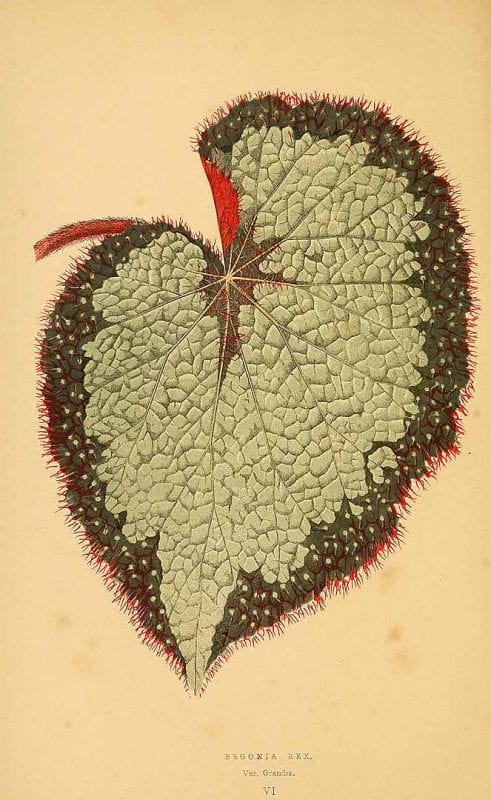 Free Vintage Leaves Image 37