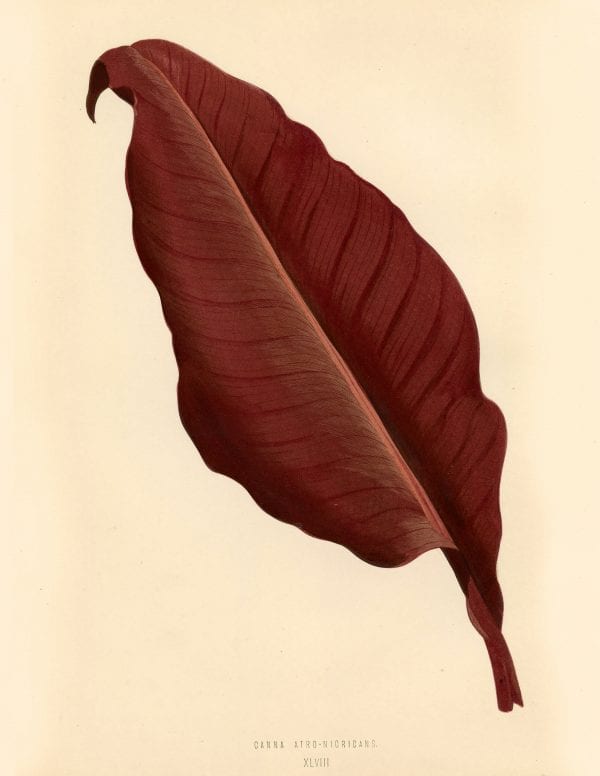 Free Vintage Leaves Image 4