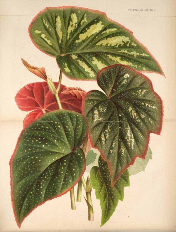 Free Vintage Leaves Image 40