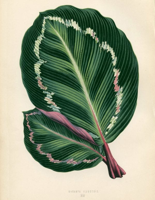 Free Vintage Leaves Image 6