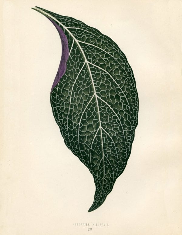 Free Vintage Leaves Image 7
