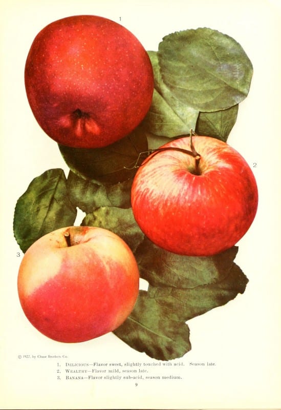 Chase fruit and flowers in natural colors Rochester, N.Y.,Chase brothers company[c1922] https://biodiversitylibrary.org/item/79728