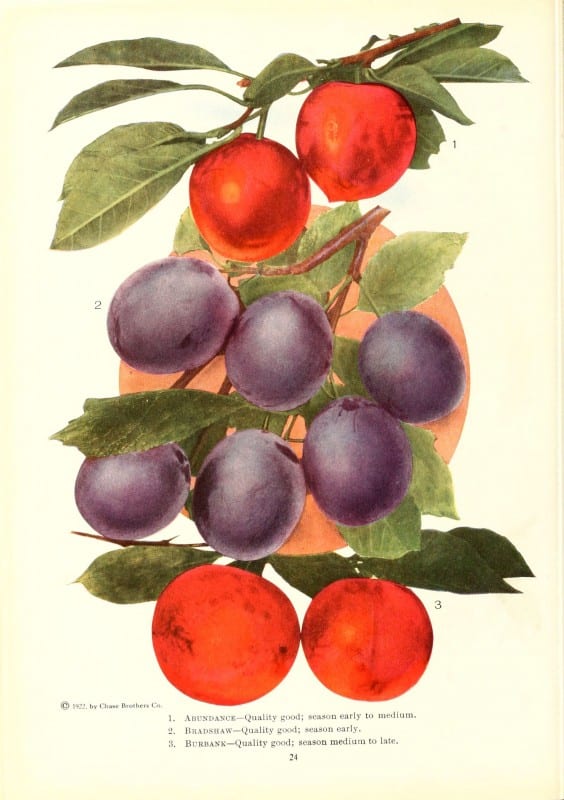 Chase fruit and flowers in natural colors Rochester, N.Y.,Chase brothers company[c1922] https://biodiversitylibrary.org/item/79728