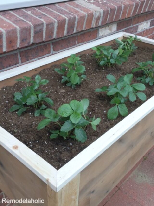 BUILD AN ELEVATED PLANTER BOX