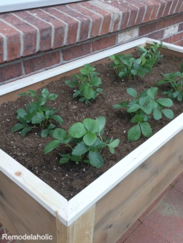 Cropped Top Right View Of Elevated Planter Box MyLove2Create For Remodelaholic.jpg