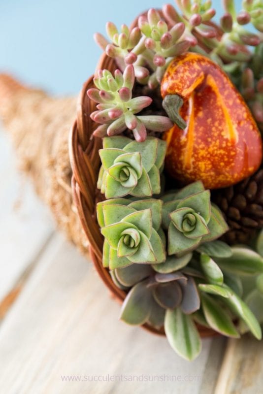 Thanksgiving Centerpiece Succulents And Sunshine Remodelaholic