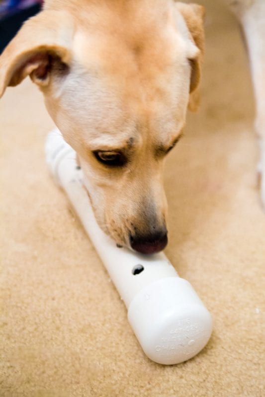 Christmas time is a great time to let your pets know you care. Create on of these 12 DIY Christmas Gifts for Pets to let them know you love them featured on Remodelaholic.com
