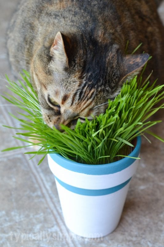Christmas time is a great time to let your pets know you care. Create on of these 12 DIY Christmas Gifts for Pets to let them know you love them featured on Remodelaholic.com