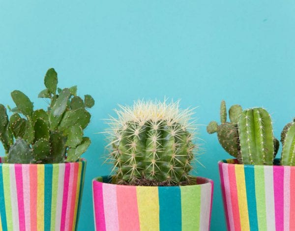 Feature Image DIY Plant Pots