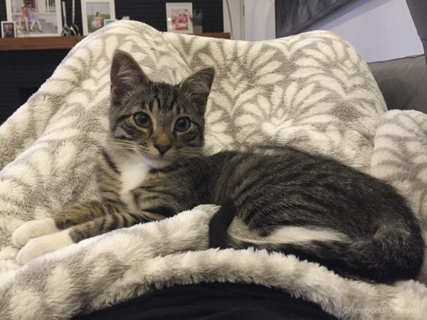 Cats Remodelaholic 18