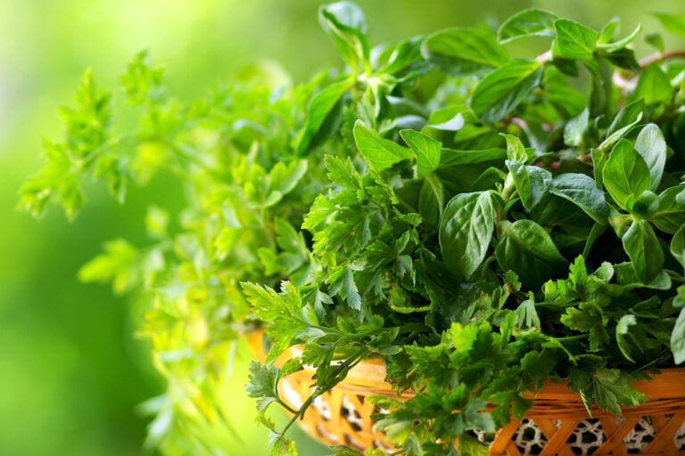7 Best Herbs to Grow for Cooking at Home | Remodelaholic