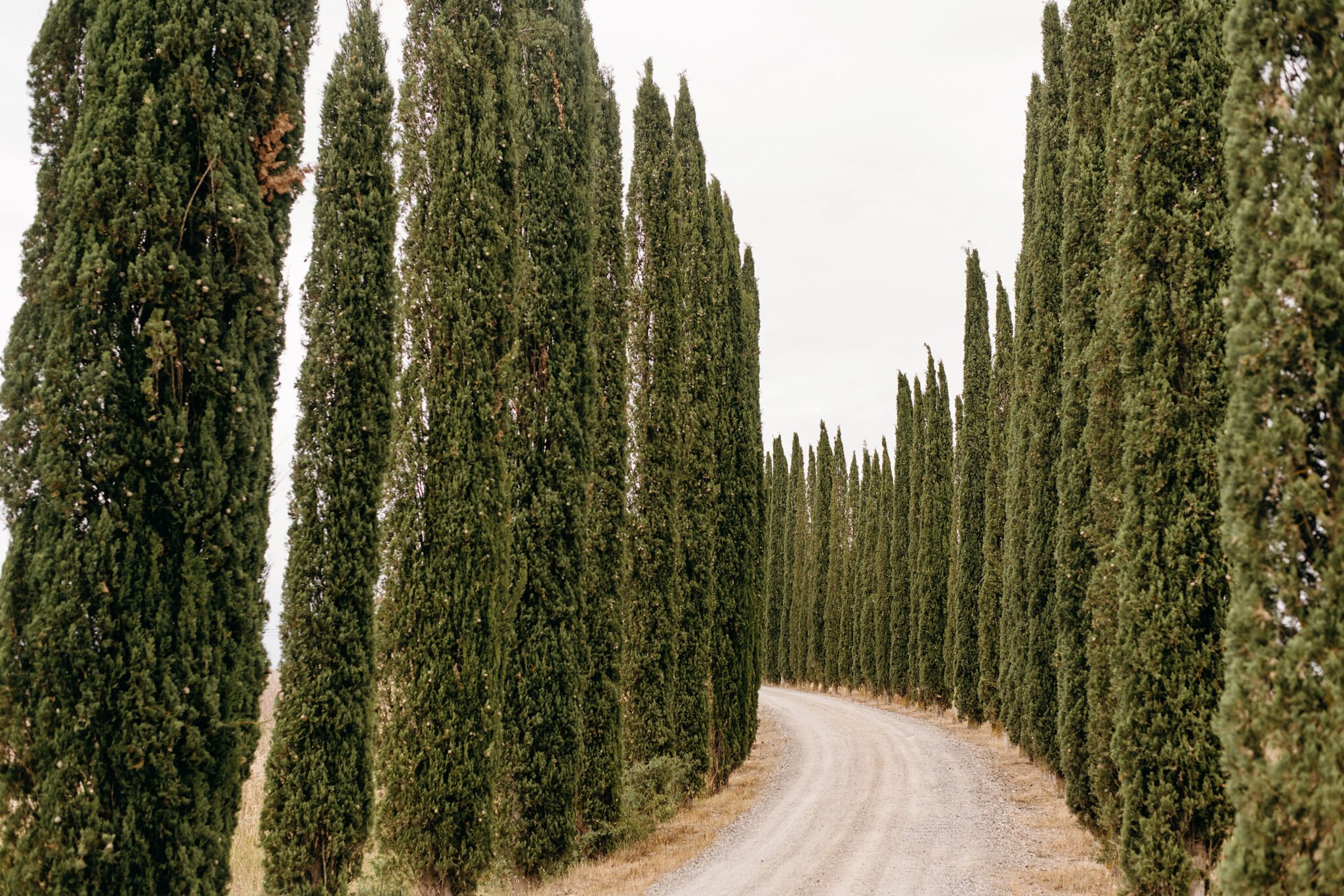 8 Best Evergreen Hedge Plants For Your Yard Remodelaholic