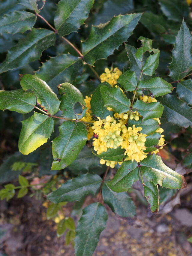 Oregon Grape Shrub Hedge