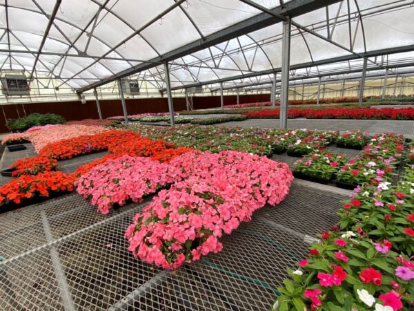 Annuals For Shade That Bloom All Summer