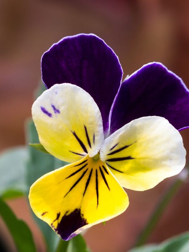 Johnny Jump Up Or Heartsease Shutterstock