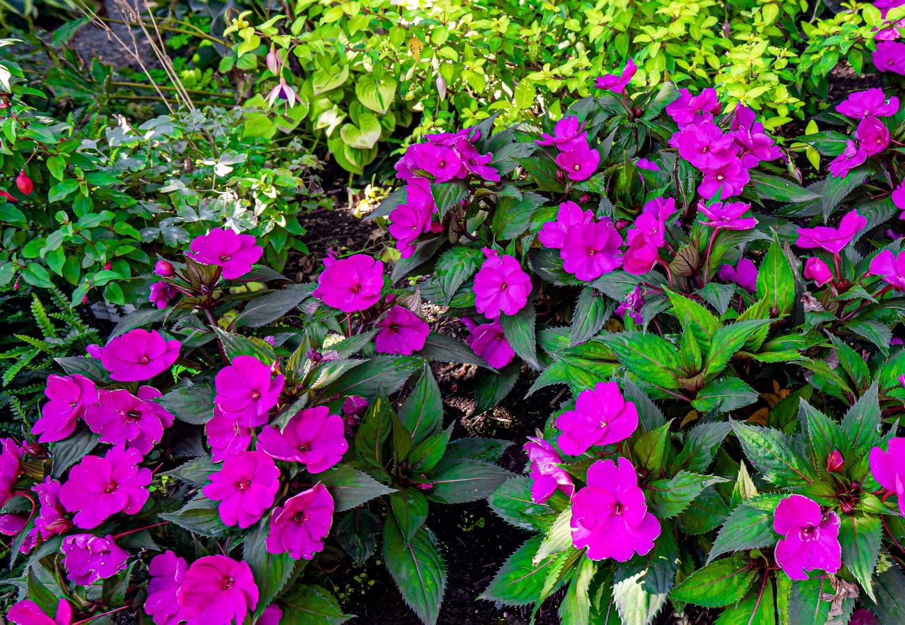 25 Annuals for Shade That Bloom All Summer | Remodelaholic