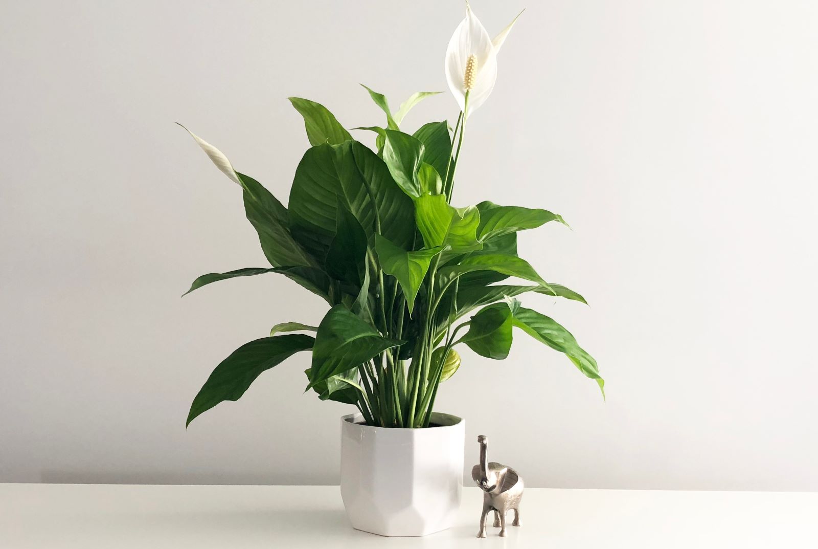 Peace Lily