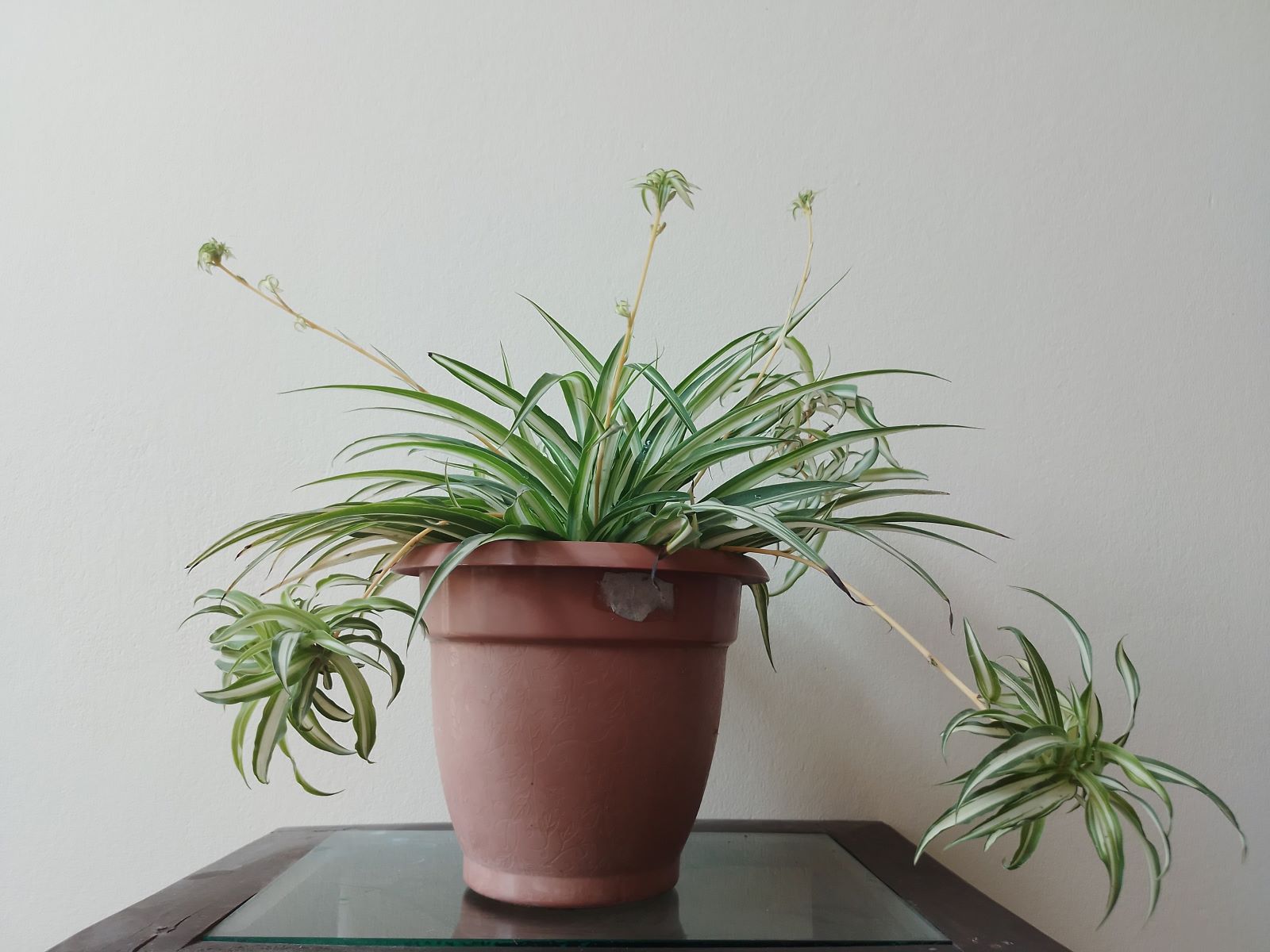 Spider Plant...