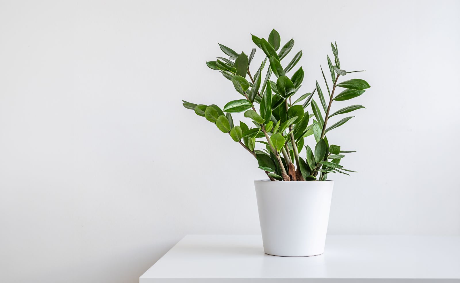 ZZ Plant