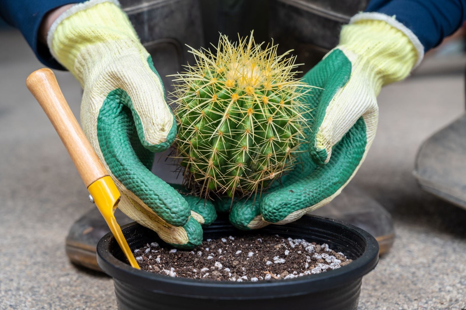 Cactus