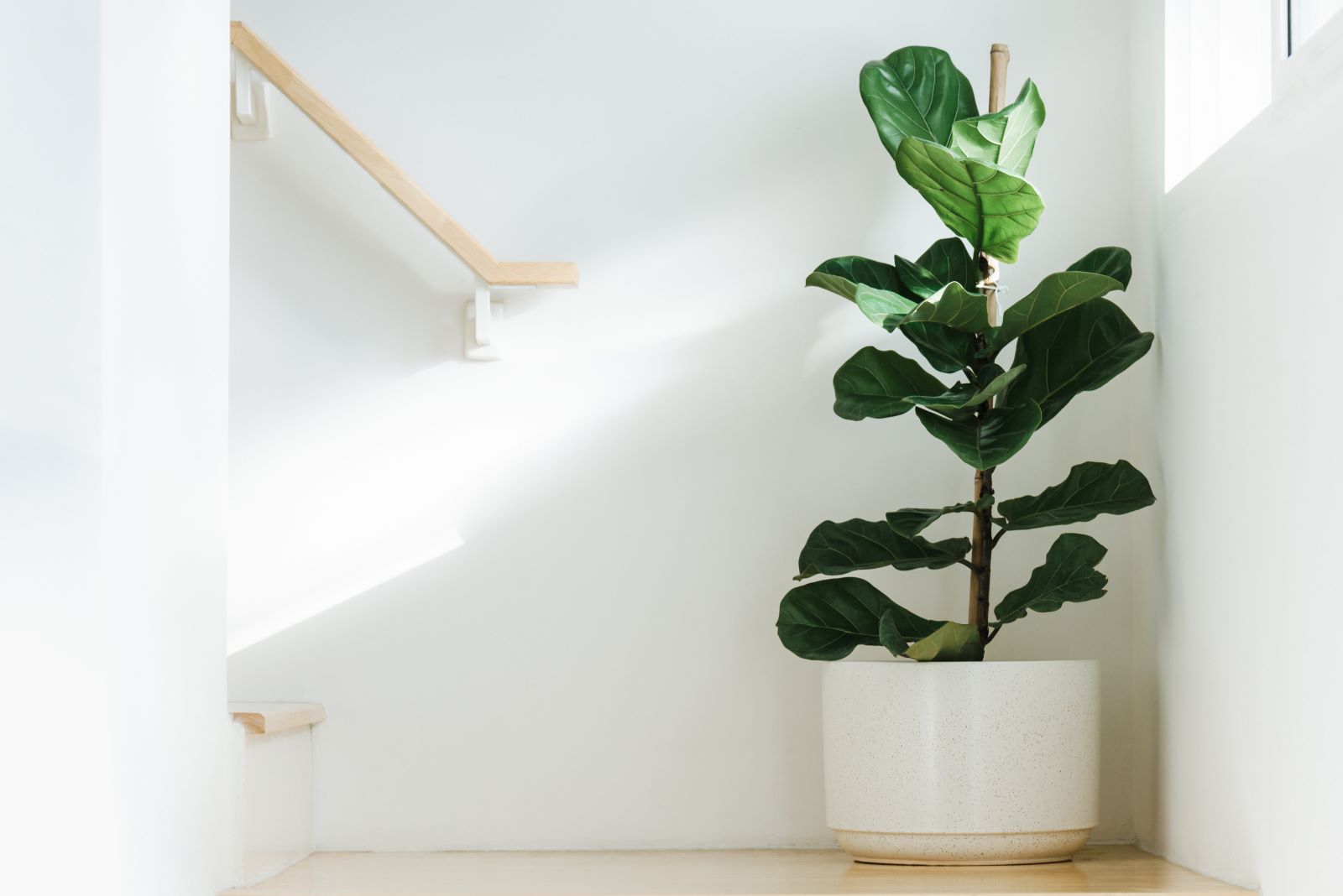 Fiddle Fig