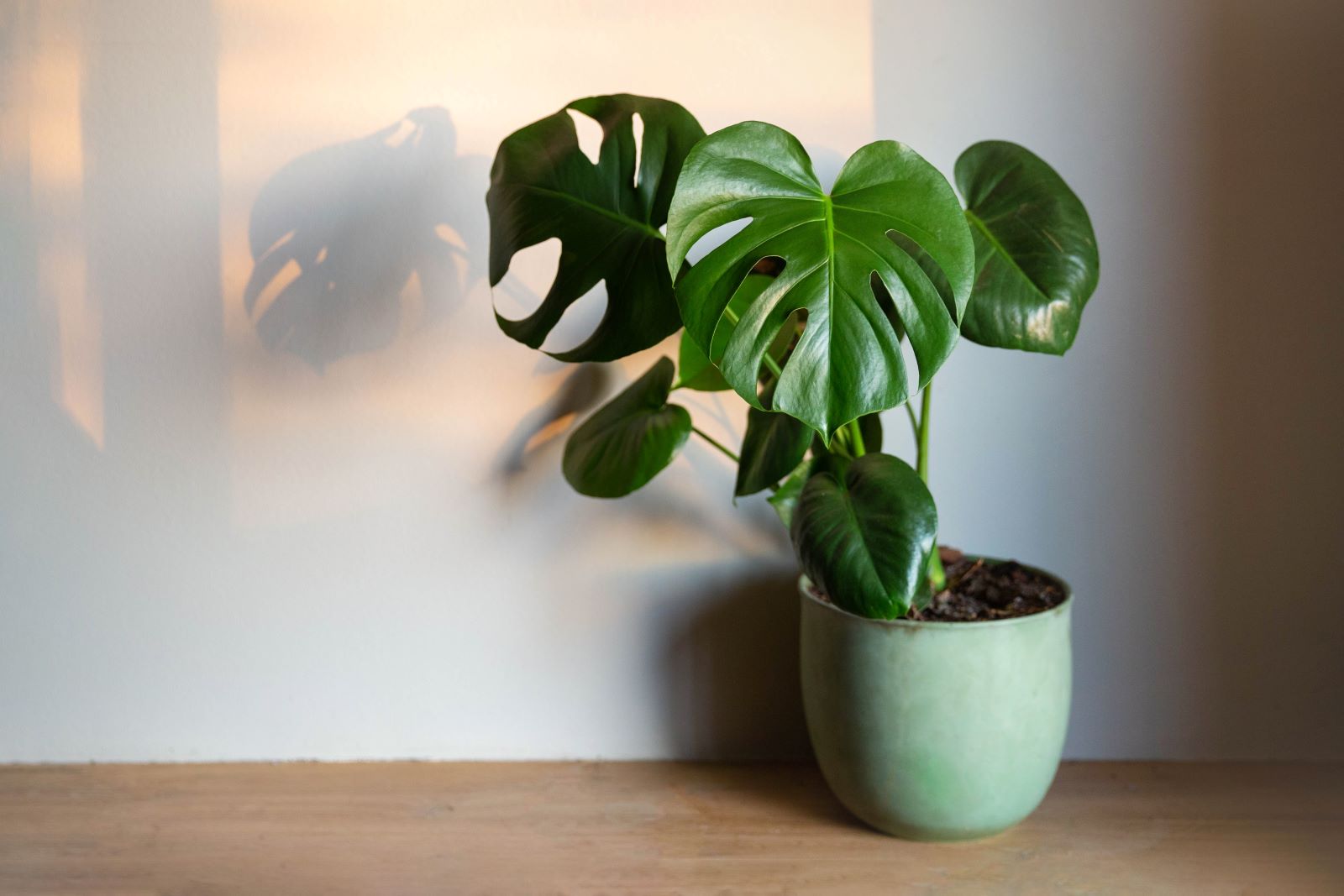 Monstera