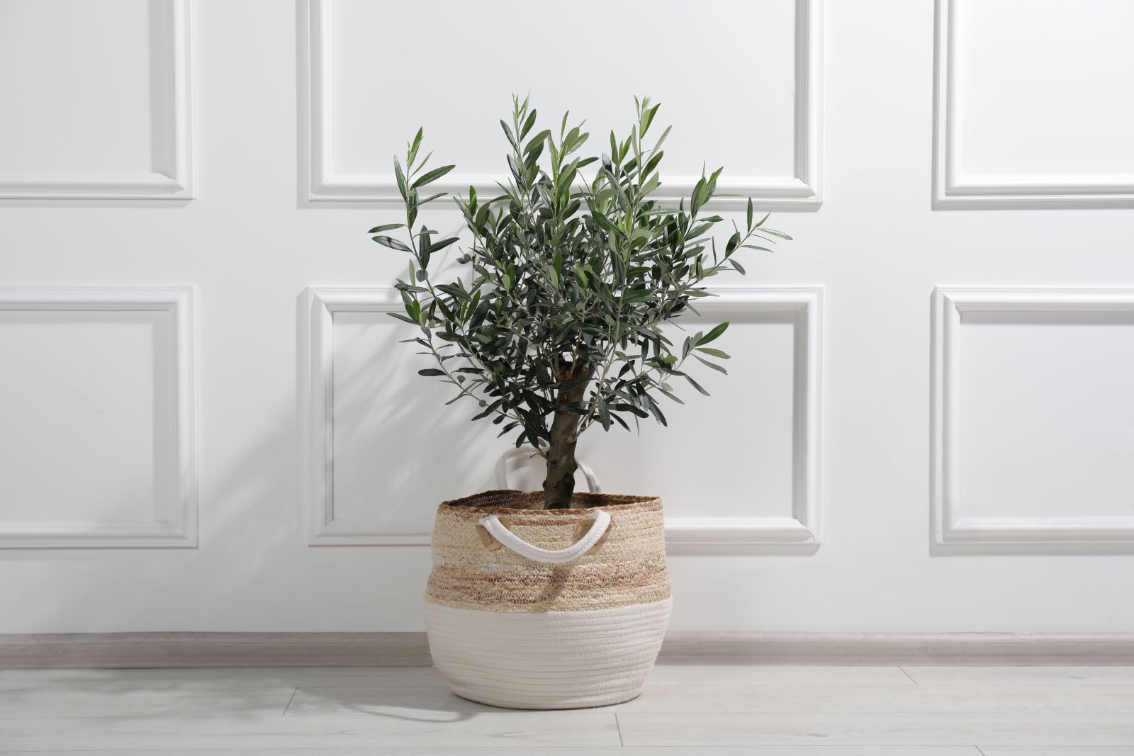 Olive Tree