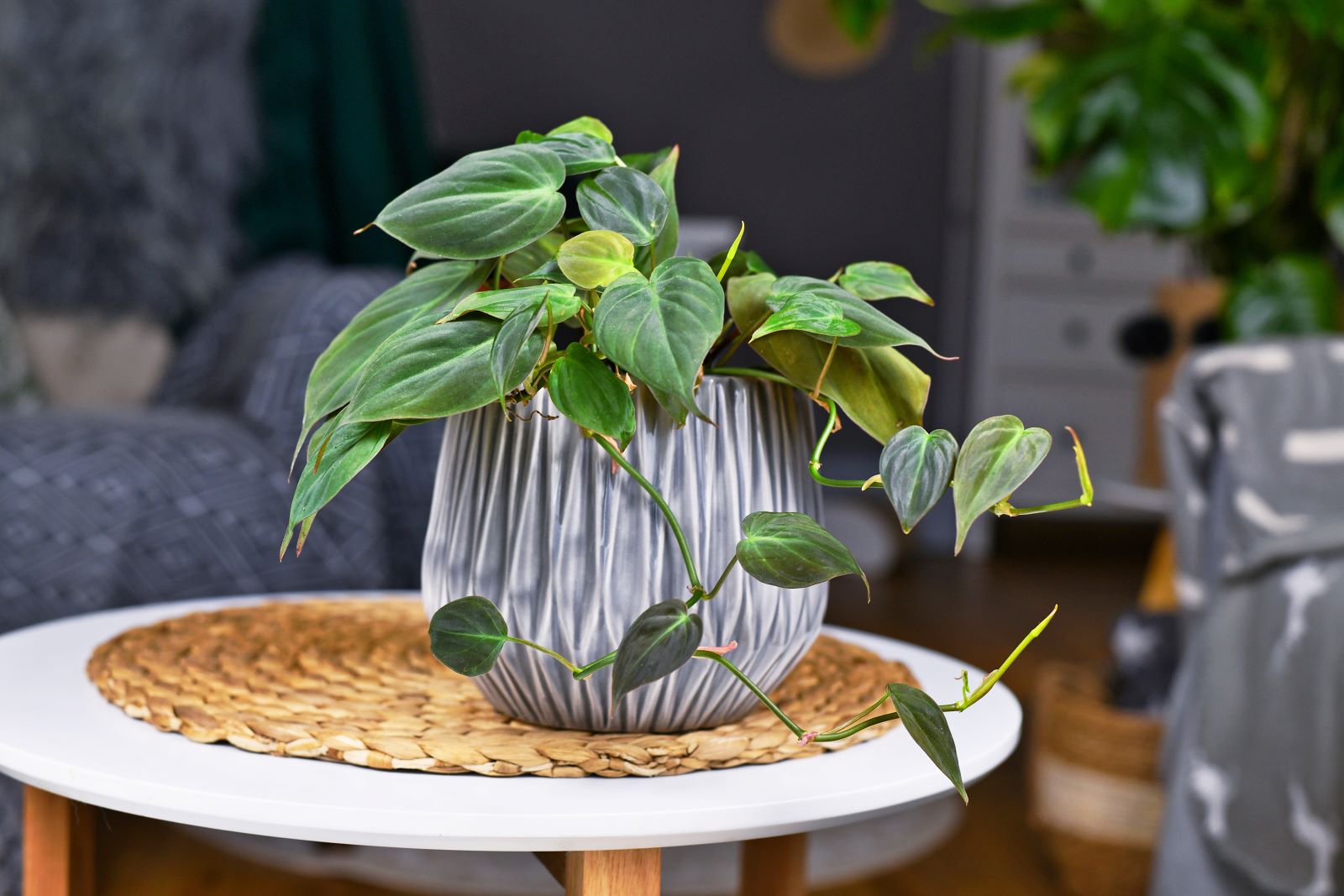 Philodendron