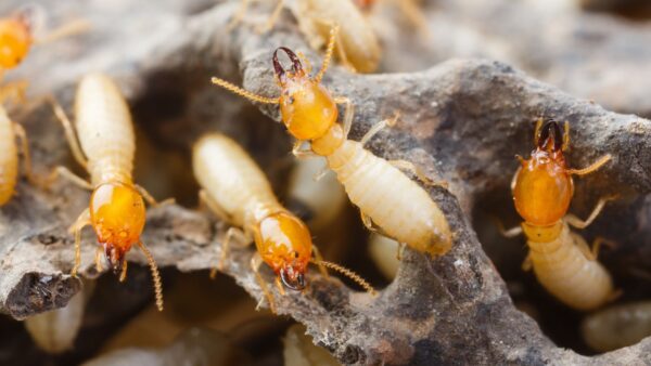 Termite Photos